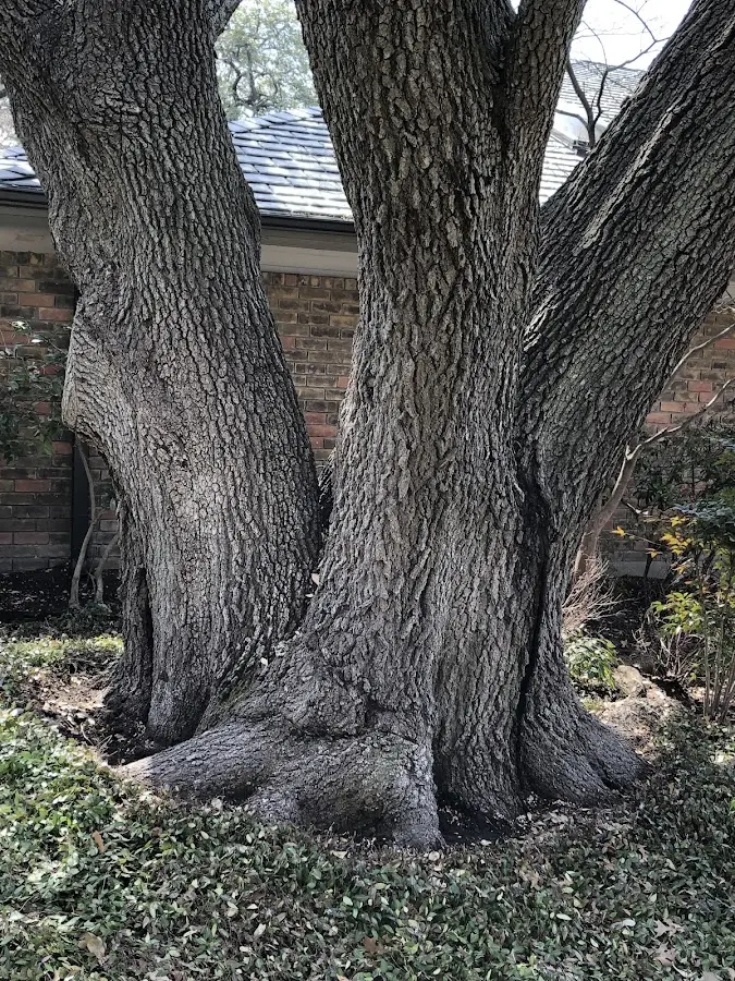Mature heritage tree close to a Pineville property cared for by certified arborists